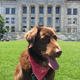 Image for article titled 39 *Scratchy Scratchy* Photos of Dogs